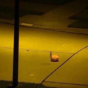 Meet your Posher, Rose